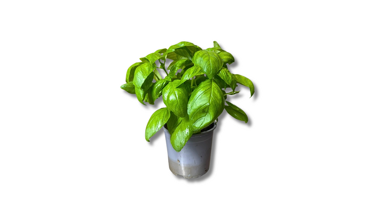 Aromatiques en pot
