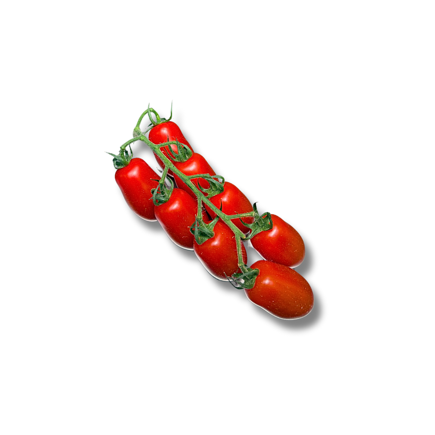 Tomate cerises allongées Jouno 3 étoiles