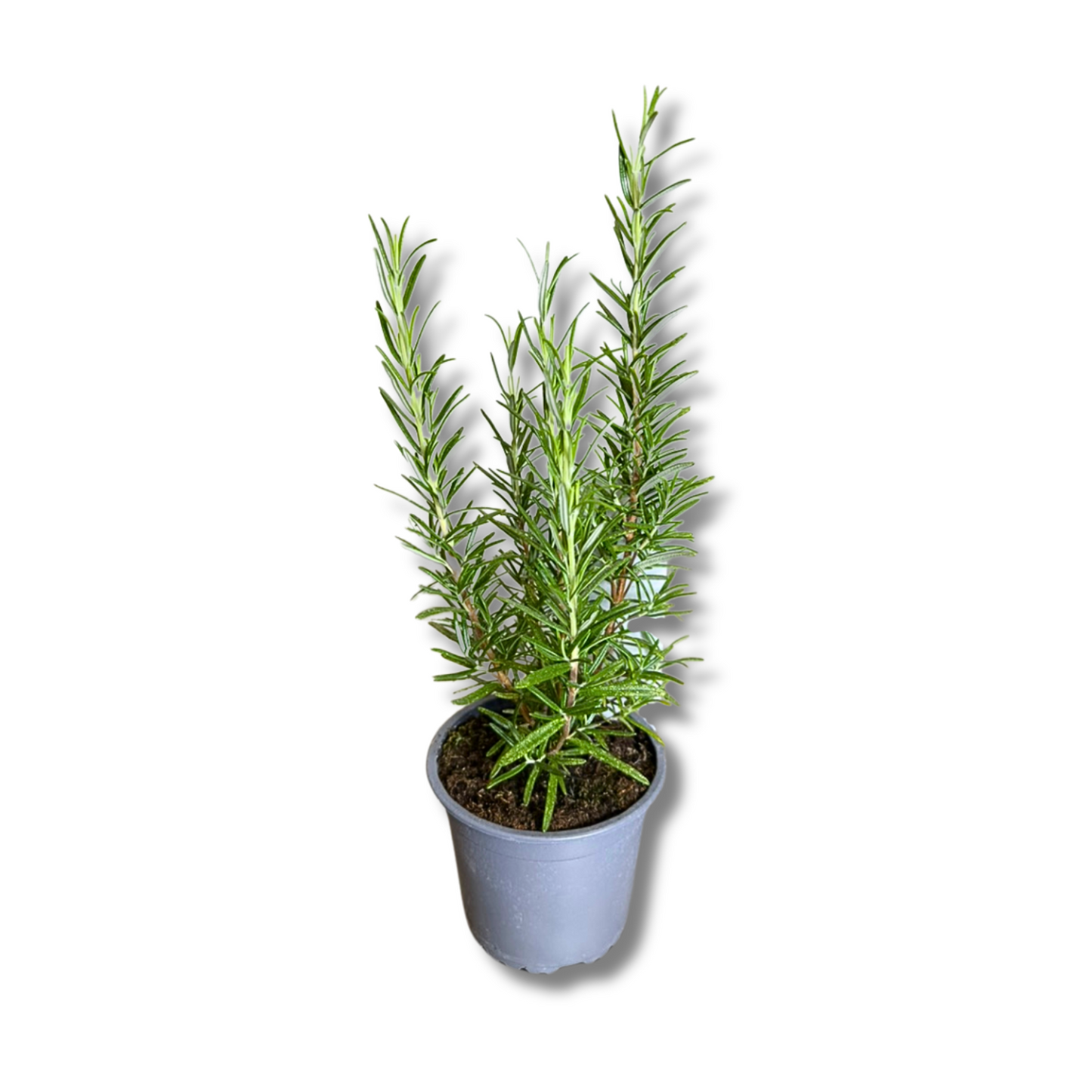 Romarin en pot