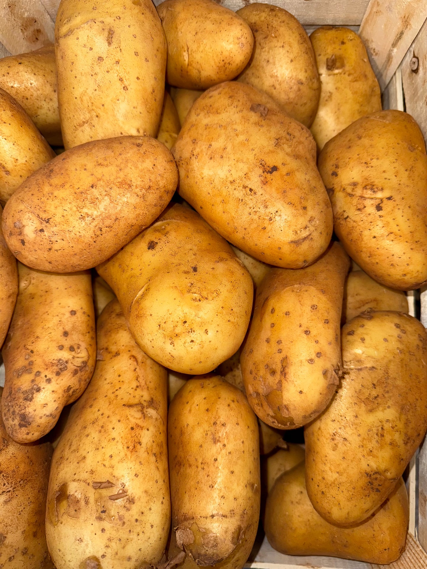 Pomme de terre Spunta