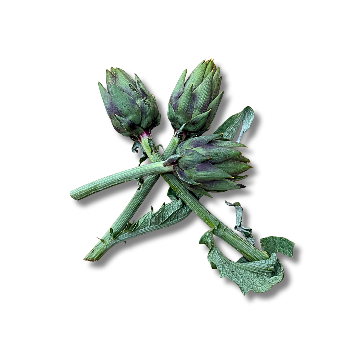 Artichaut épineux (pièce)