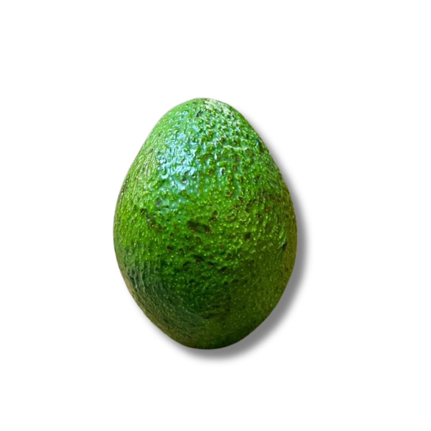 Avocat gros calibre non mûri (pièce)