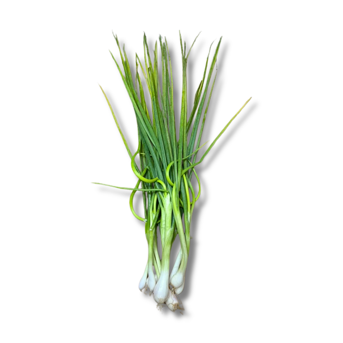 Ciboulette thaï (100g)