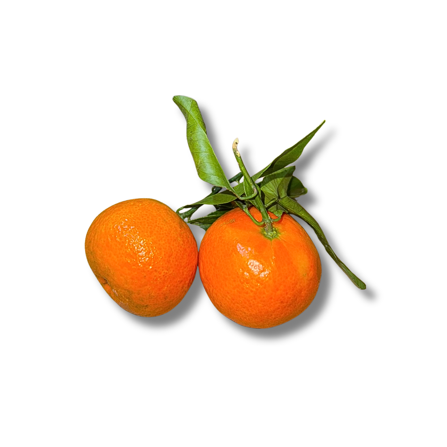 Clémentine feuille Bollo (500g)