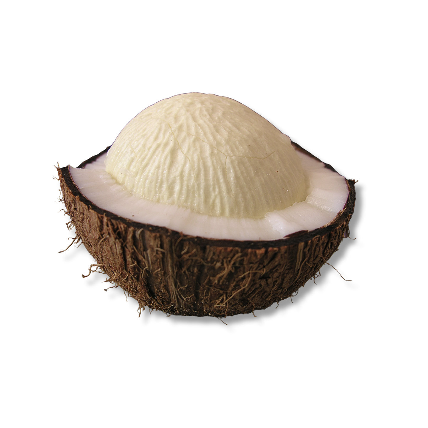 Noix de coco germée (pièce)