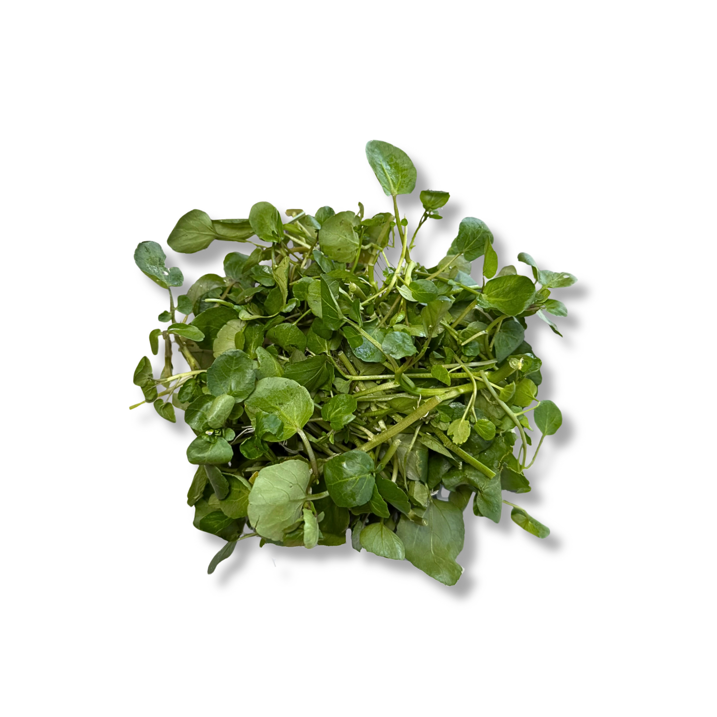 Cresson de fontaine (150g)