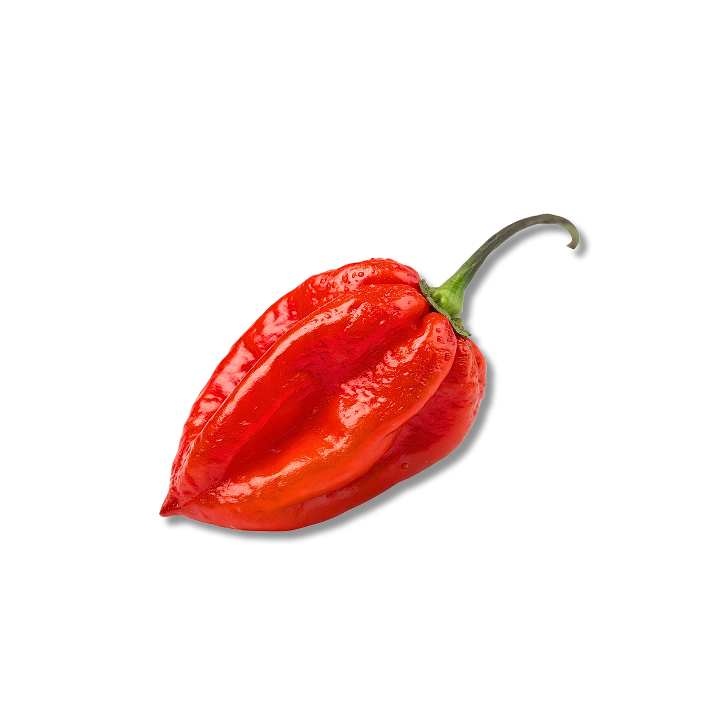Piment habanero antillais rouge (100g)
