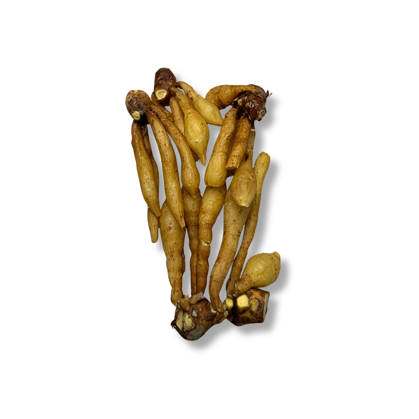 Racine Krachaï (100g)