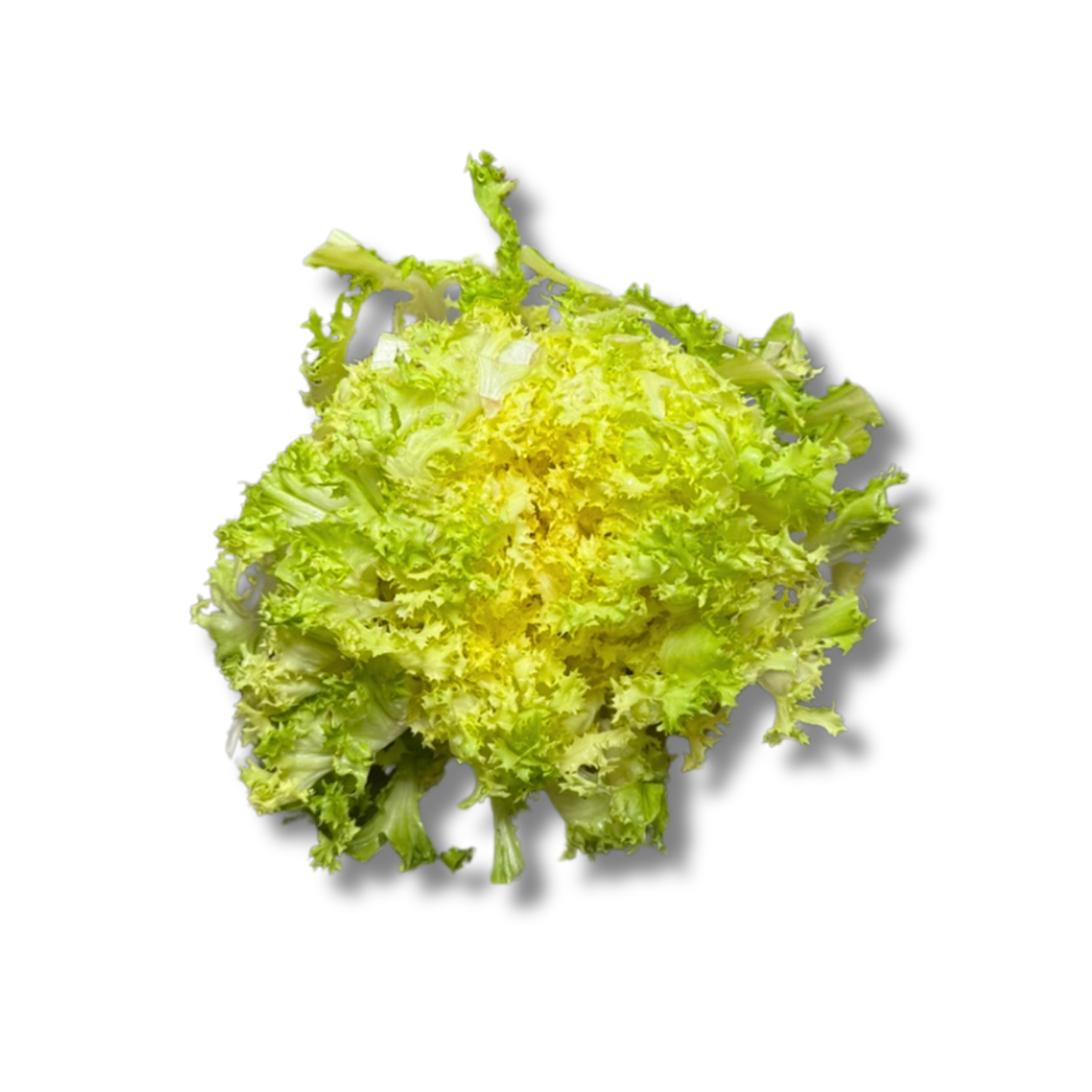 Salade frisée (pièce)