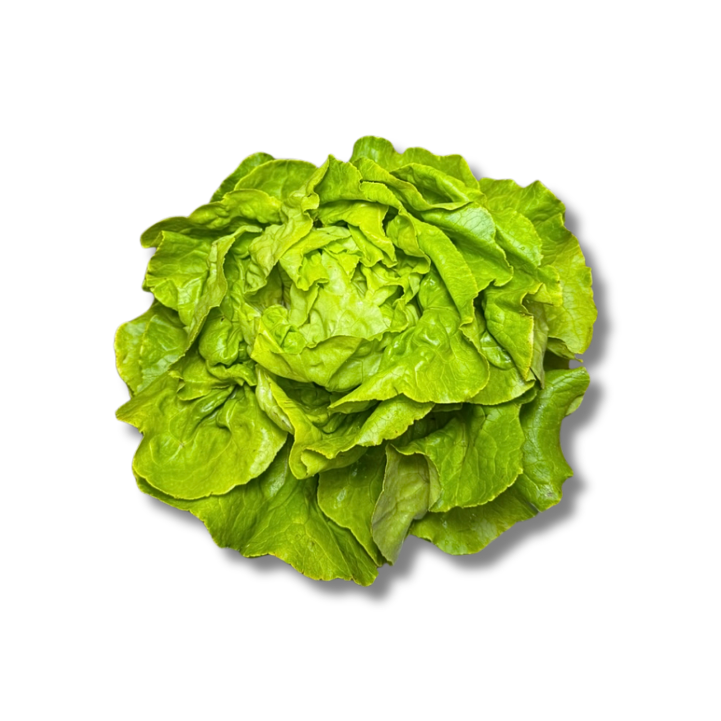 Salade laitue (pièce)