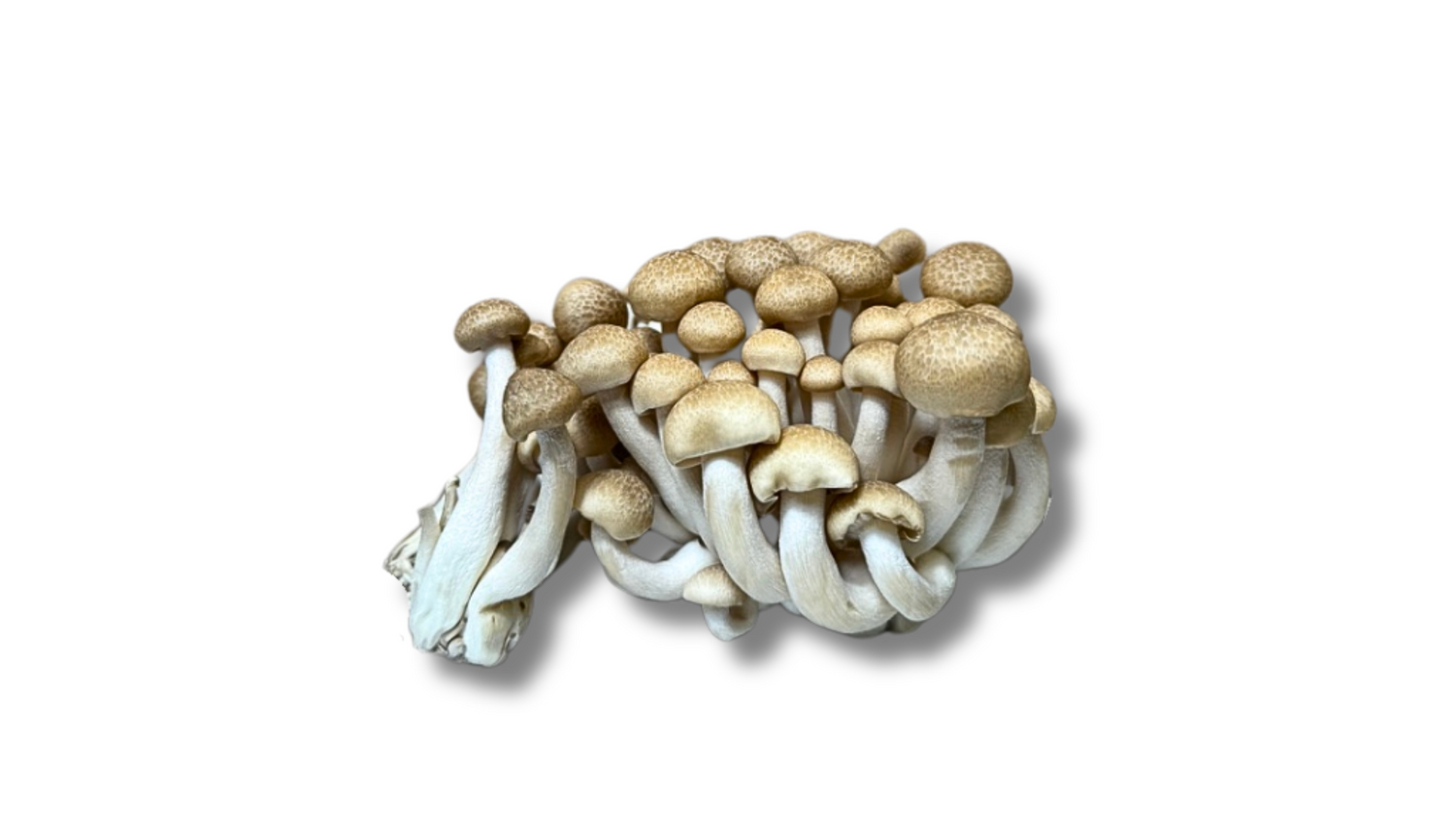 Champignons