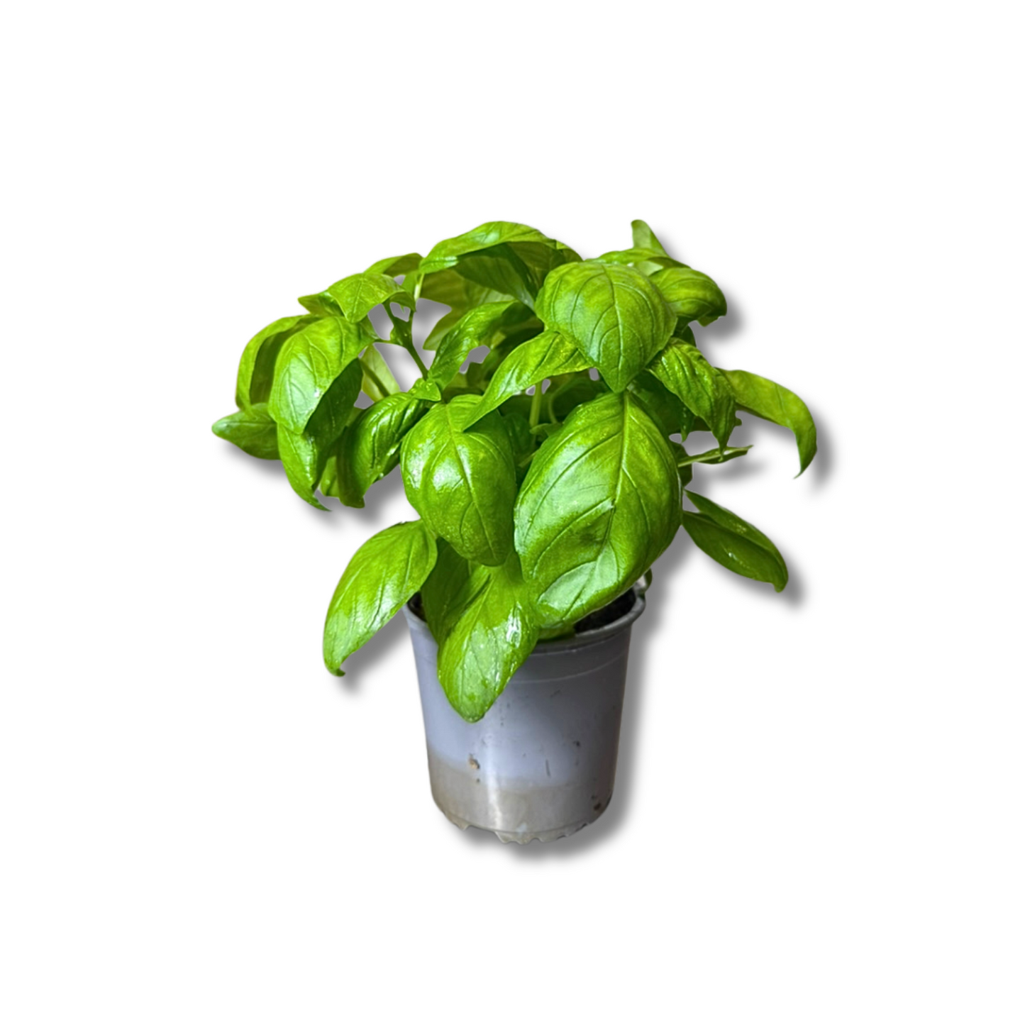 Basilic vert en pot