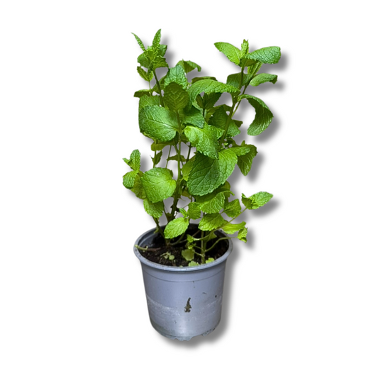 Menthe en pot