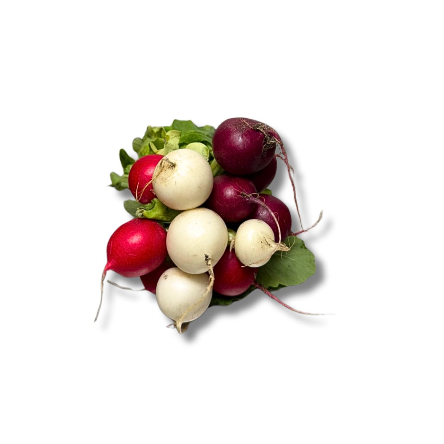 Radis couleur rond (botte)