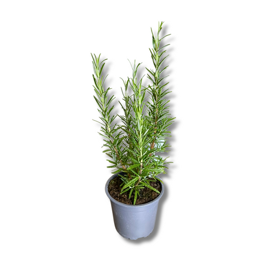 Romarin en pot
