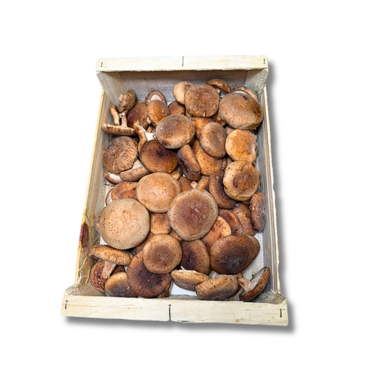 Shiitake