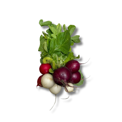 Radis couleur rond (botte)