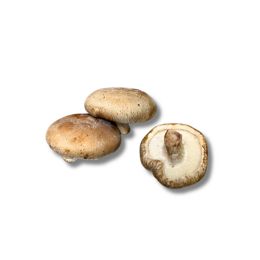 Shiitake