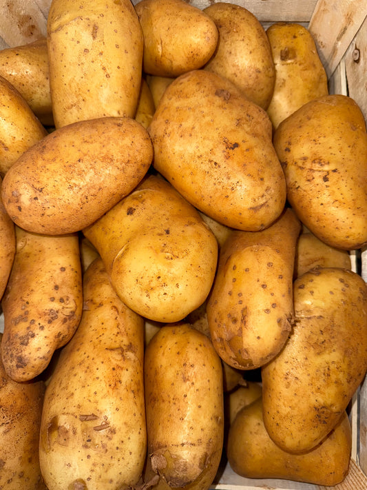 Pomme de terre Spunta