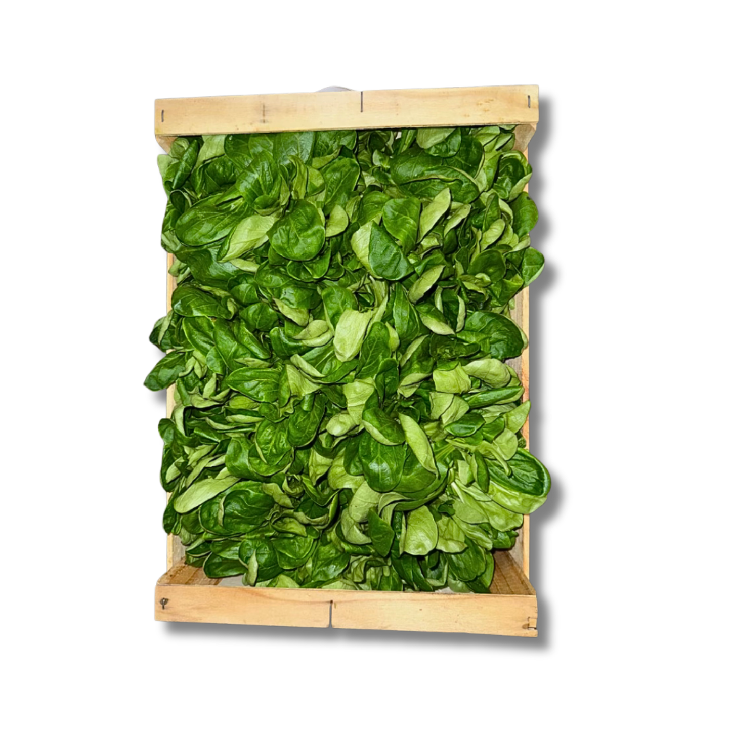 Salade mâche (200g)