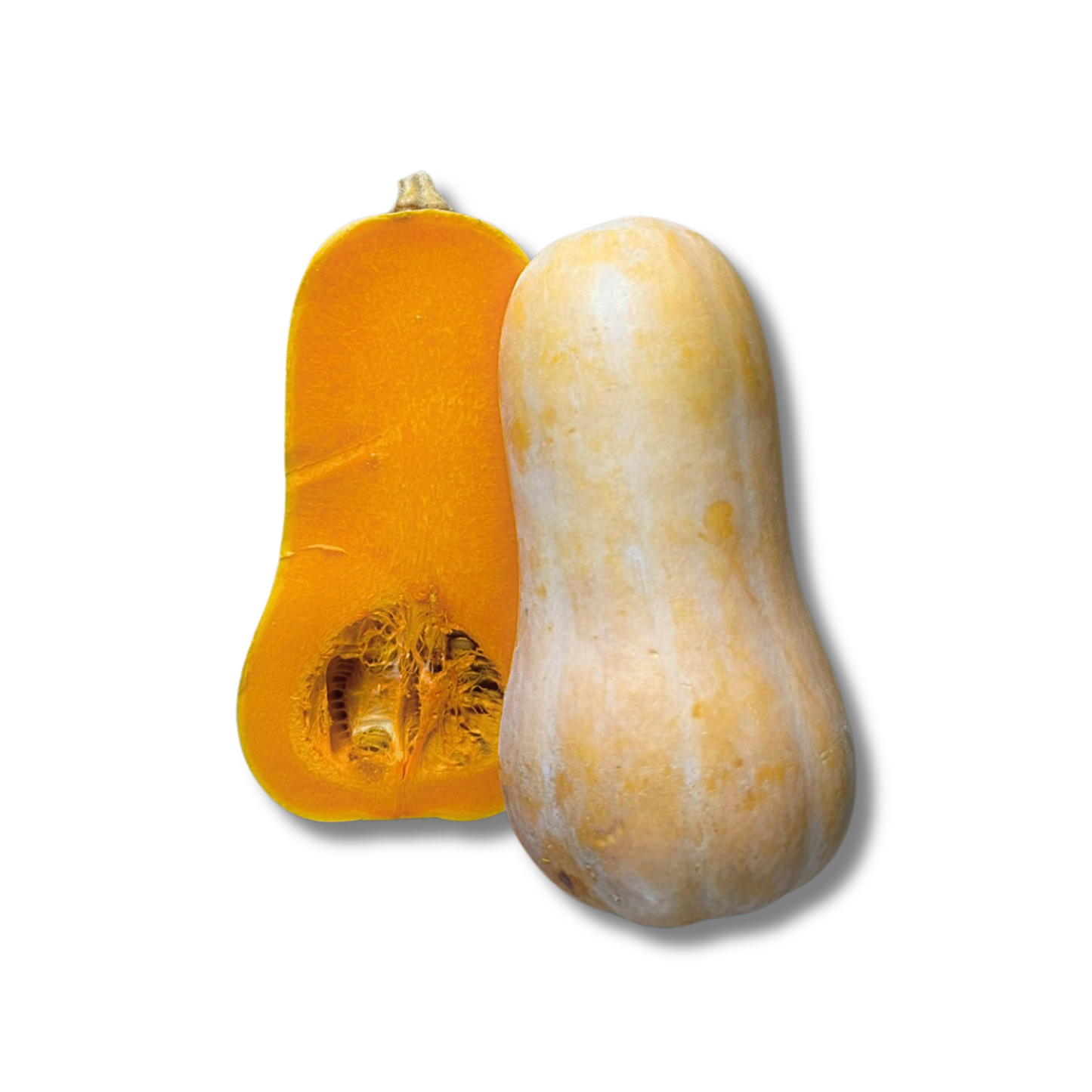 Butternut