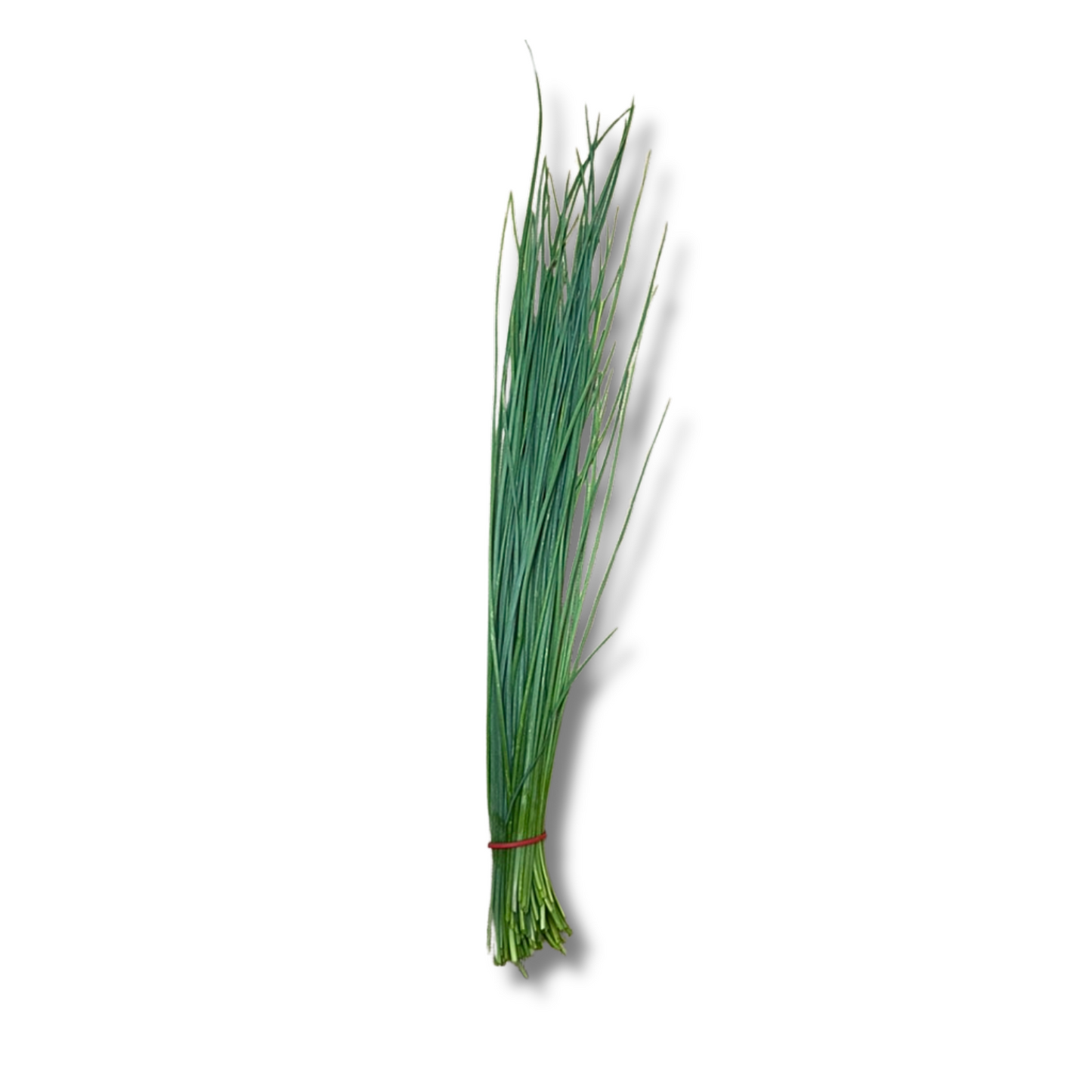 Ciboulette
