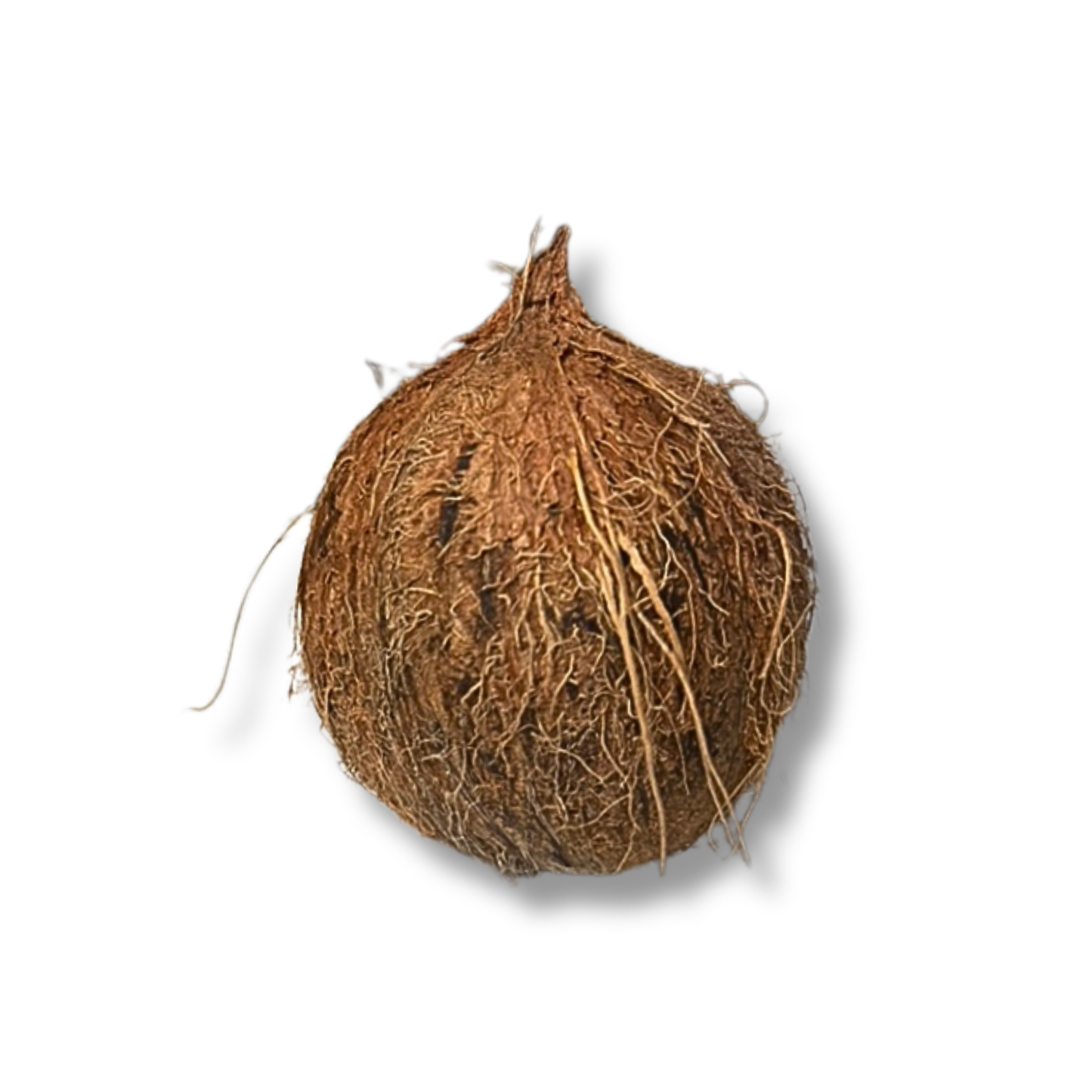 Noix de coco sèche (pièce)