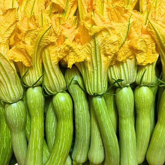Courgette trompette