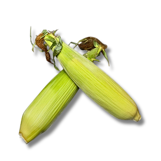 Épis de maïs (pièce)