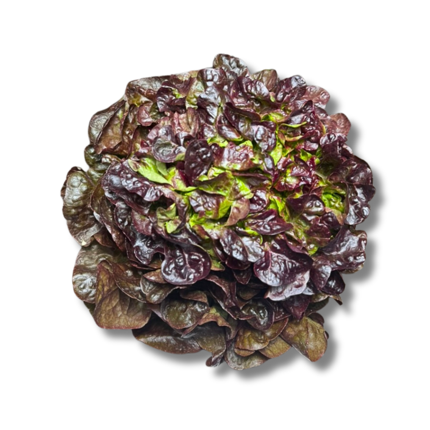 Feuille de chêne rouge (pièce)