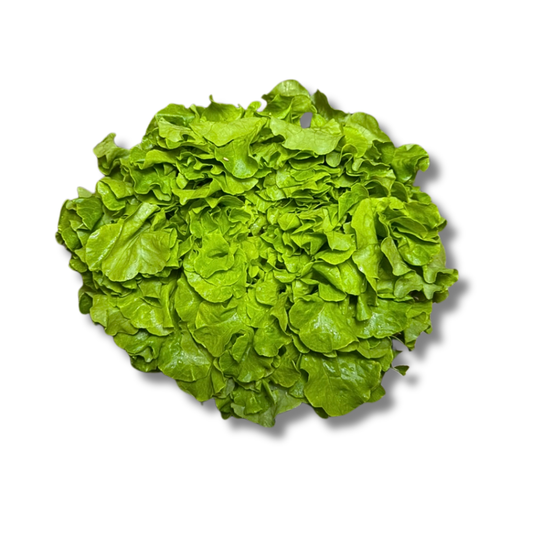 Feuille de chêne blonde (pièce)