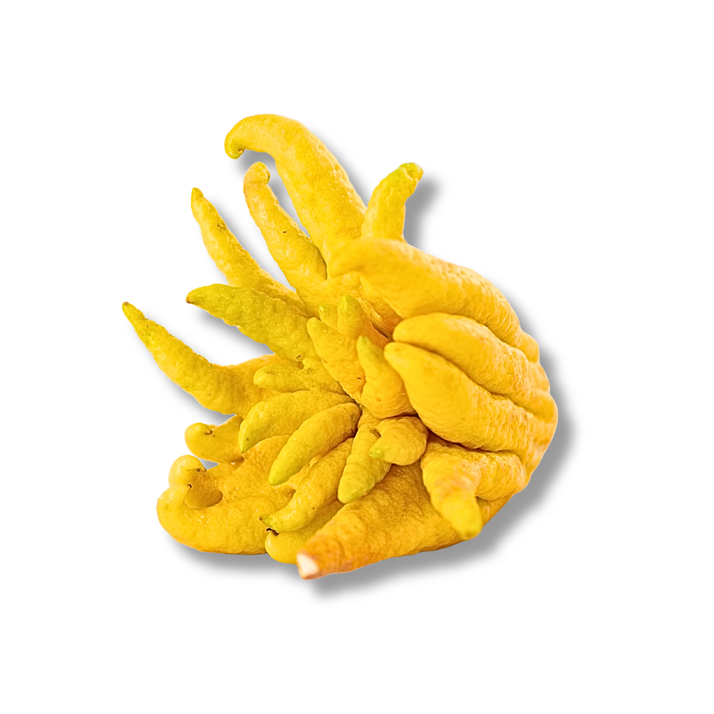 Main de Bouddha Corse (pièce)