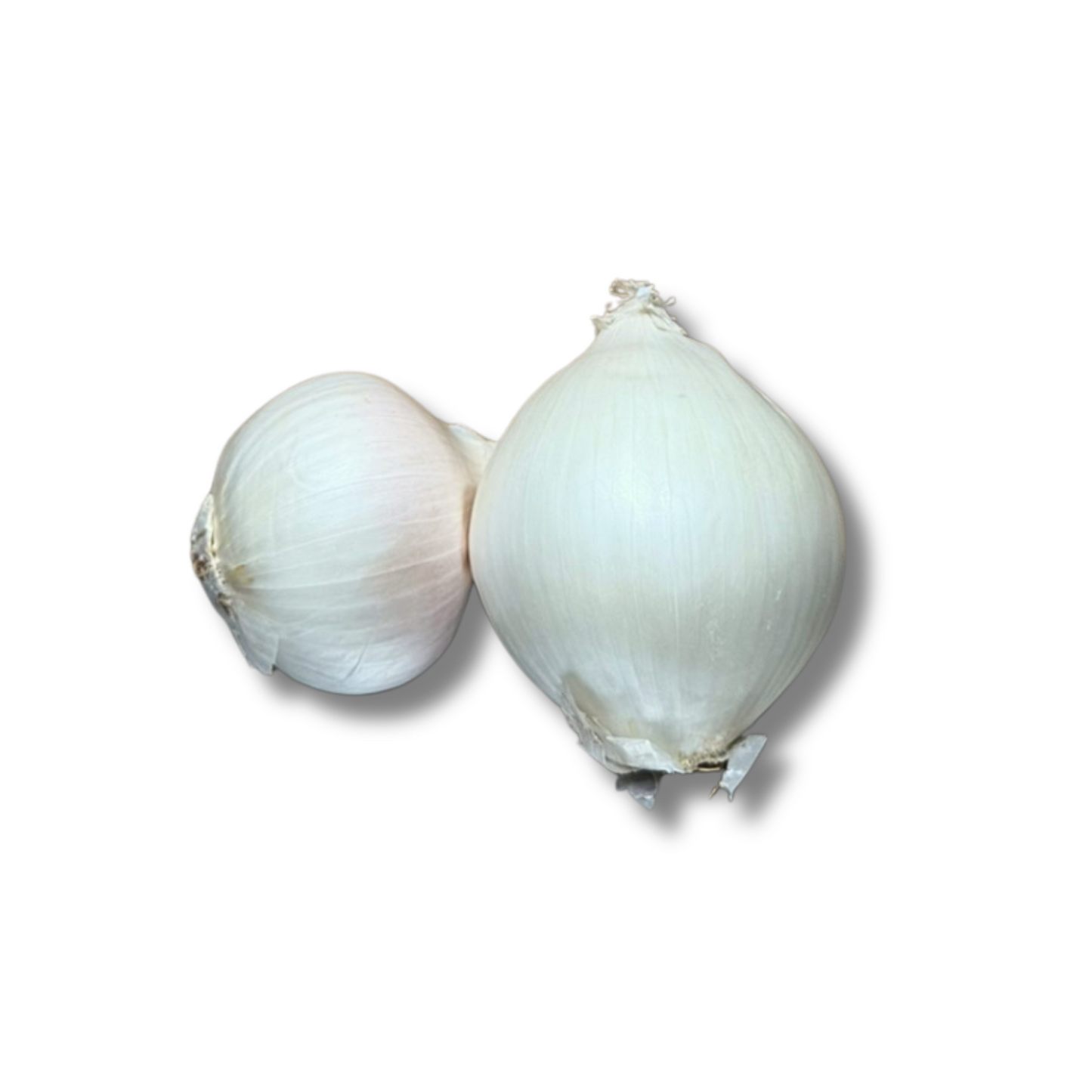 Oignon blanc sec