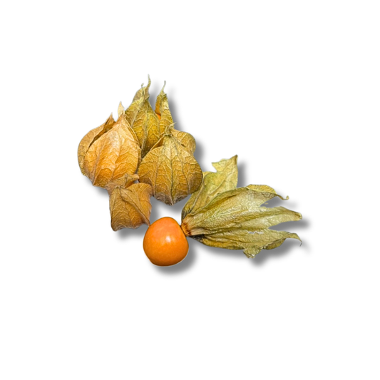 Physalis