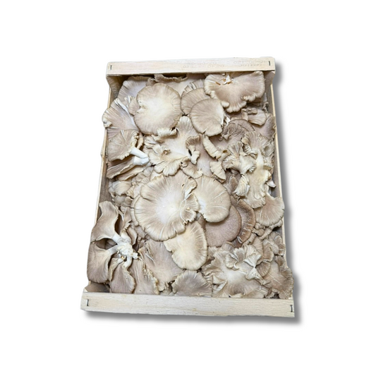 Pleurote