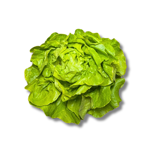 Salade laitue
