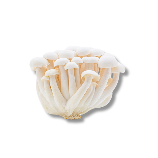 Shimeji blanc (150 g)