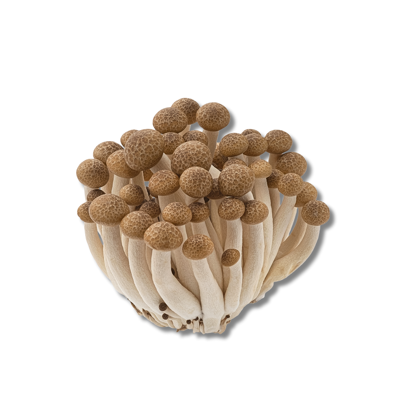 Shimeji crème (150 g)