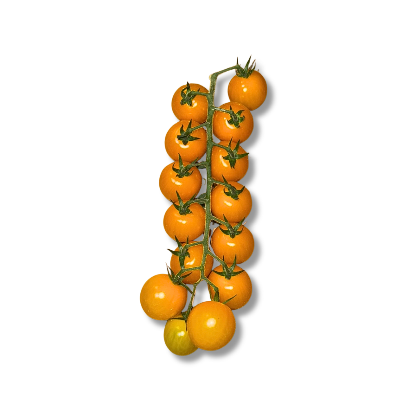 Tomate cerise jaune (500g)